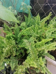 Myriopteris myriophylla