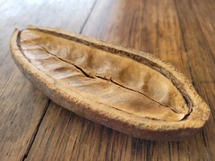 Bignonieae