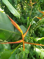Heliconia latispatha image