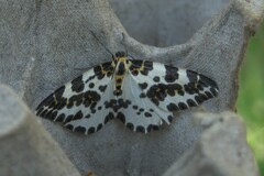 Abraxas grossulariata