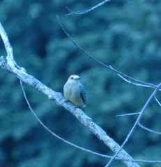 Melanerpes hoffmannii