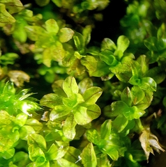 Syntrichia latifolia