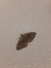 Xanthorhoe quadrifasiata