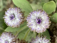 Globularia alypum