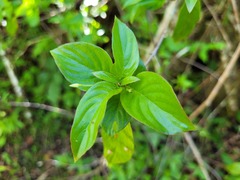 Chomelia tenuiflora