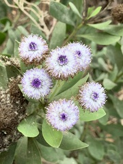 Globularia alypum