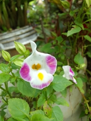 Torenia