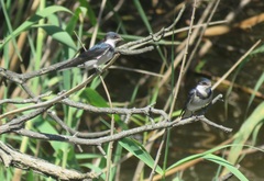 Hirundo albigularis