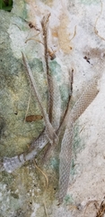 Cubophis vudii