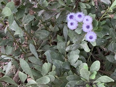 Globularia alypum