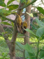 Taeniopoda varipennis