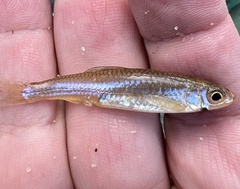 Notropis texanus