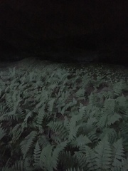 Dryopteris intermedia