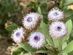 Globularia alypum