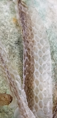 Cubophis vudii