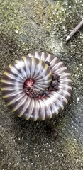 Anadenobolus monilicornis