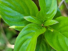 Chomelia tenuiflora