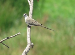 Oena capensis capensis