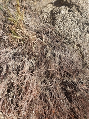 Brickellia nevinii