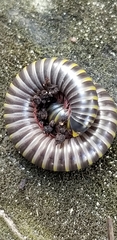 Anadenobolus monilicornis