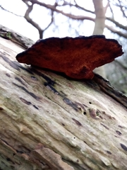 Daedaleopsis confragosa