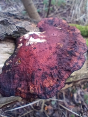 Daedaleopsis confragosa