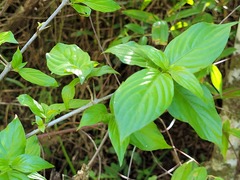 Chomelia tenuiflora