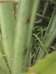 Psecas