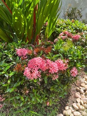 Ixora