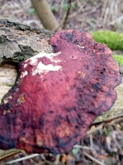 Daedaleopsis confragosa