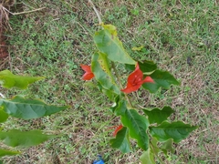 Bougainvillea spectabilis