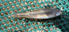 Notropis texanus