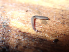 Rhynchodemus sylvaticus