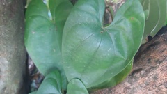 Dioscorea villosa