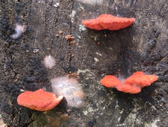 Aurantiporus pulcherrimus