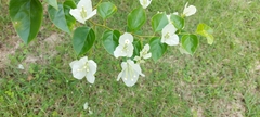 Bougainvillea glabra