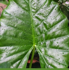 Alocasia