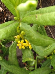 Fadogia homblei