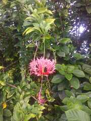 Hibiscus schizopetalus