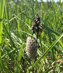 Polistes nimpha