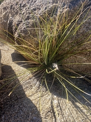 Asparagaceae