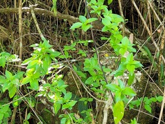 Chomelia tenuiflora