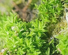 Zygodon viridissimus