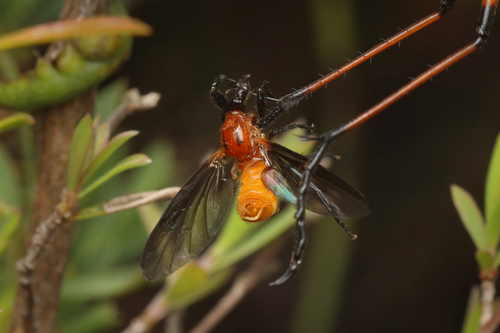 Australian garden maggot photo 3