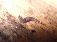 Rhynchodemus sylvaticus