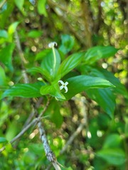 Chomelia tenuiflora
