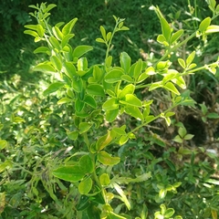 Euonymus japonicus
