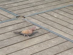 Streptopelia senegalensis