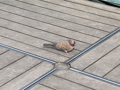 Streptopelia senegalensis