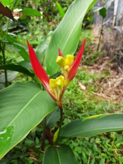 Heliconia
